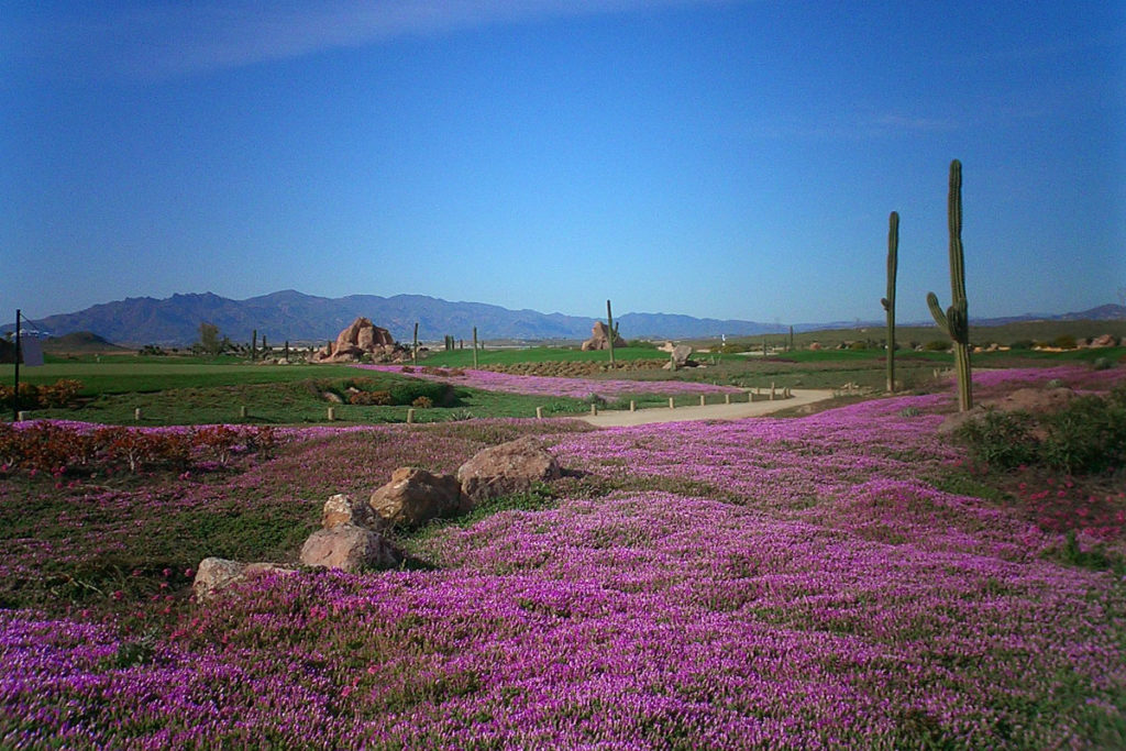 GOLF-COURSE-PLANTING