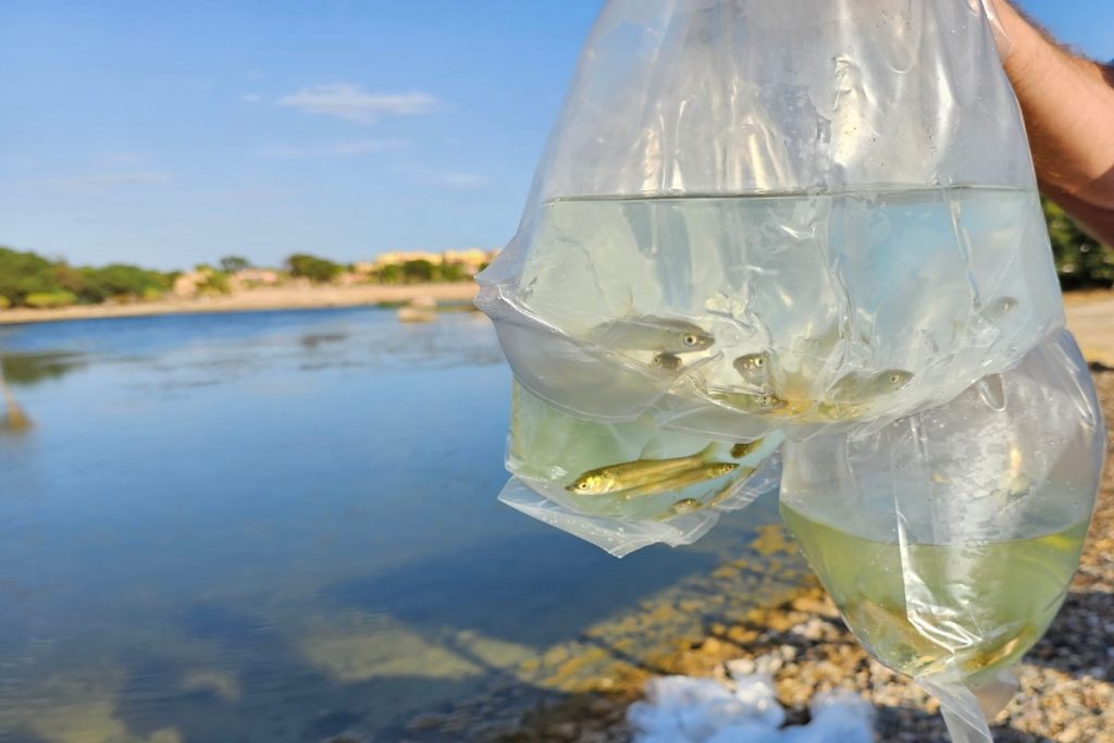 500 Herbivore carp introduced into Desert Springs Resort lakes